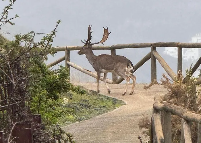 Appartement !! New !! Splendide Duplex-penthouse 250 M2 - 3ch Et Tennis , Golf, Padle