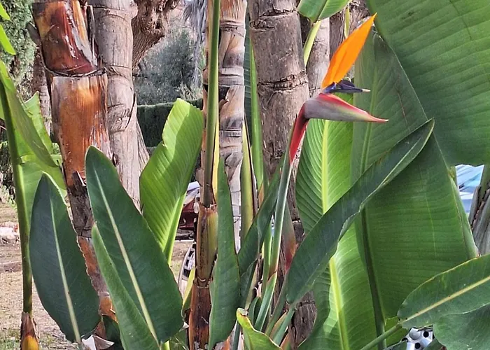 !! New !! Splendide Duplex-penthouse 250 M2 - 3ch Et Tennis , Golf, Padle エステポナ